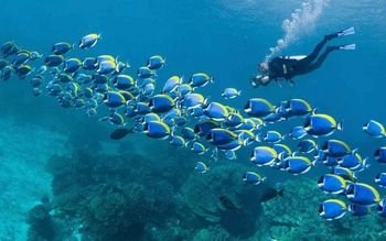 scuba in goa