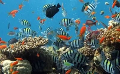 Discover underwater marine life while scuba diving in Goa